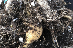 Dormant Pot Tuber clump