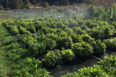 Pot Tubers in trays outside in the summer